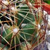 36 _Coryphantha _neglecta_ BZ54_ 06